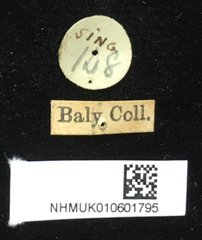 Aulacophora luteicornis•All Rights ReservedMuseum Label