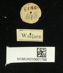 Aulacophora luteicornis•All Rights ReservedMuseum Label