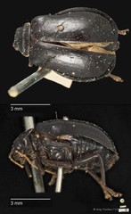 Aulacophora luteicornis•&copy; Ang Yuchen•CC BY 4.0