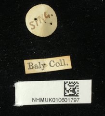 Aulacophora luteicornis•All Rights ReservedMuseum Label