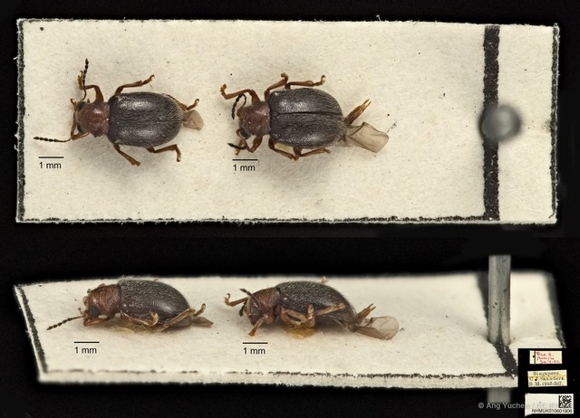 Aulexis nigripennis•&copy; Ang Yuchen•CC BY 4.0