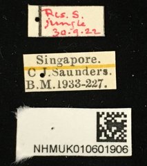 Aulexis nigripennis•All Rights ReservedMuseum Label