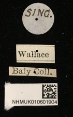 Aulexis wallacei•All Rights ReservedMuseum Label
