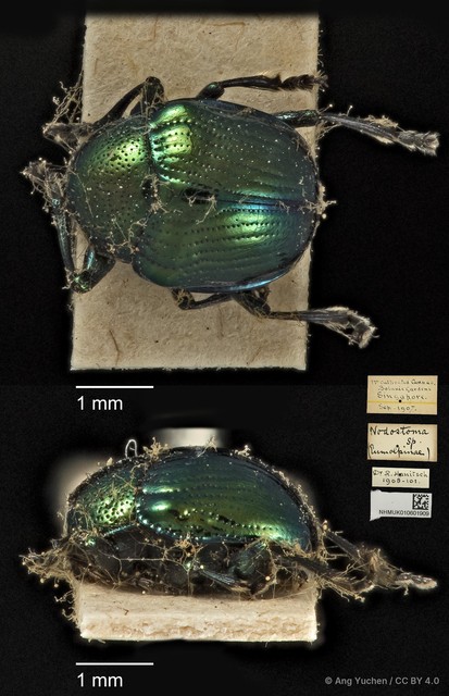 Basilepta sp. "cf. cupreata"•&copy; Ang Yuchen•CC BY 4.0