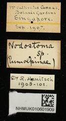 Basilepta sp. "cf. cupreata"•All Rights ReservedMuseum Label