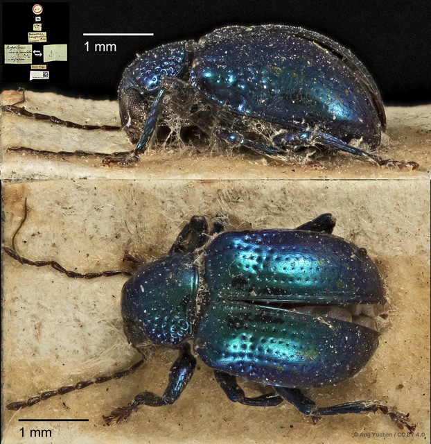 Basilepta•&copy; Ang Yuchen•CC BY 4.0