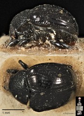 Basilepta•&copy; Ang Yuchen•CC BY 4.0