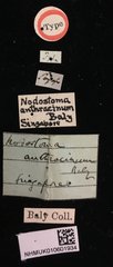 Basilepta•All Rights ReservedMuseum Label