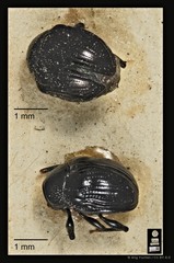 Basilepta•&copy; Ang Yuchen•CC BY 4.0