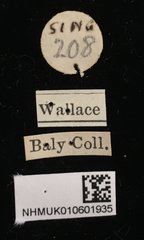 Basilepta•All Rights ReservedMuseum Label