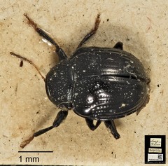 Basilepta•&copy; Ang Yuchen•CC BY 4.0