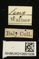 Basilepta•All Rights ReservedMuseum Label