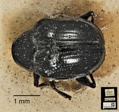 Basilepta•&copy; Ang Yuchen•CC BY 4.0