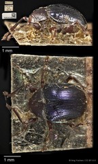 Basilepta viridipennis•&copy; Ang Yuchen•CC BY 4.0