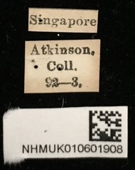 Basilepta viridipennis•All Rights ReservedMuseum Label