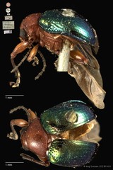 Basilepta viridipennis•&copy; Ang Yuchen•CC BY 4.0