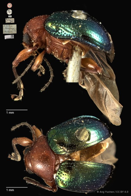 Basilepta viridipennis•&copy; Ang Yuchen•CC BY 4.0
