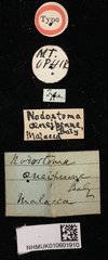 Basilepta viridipennis•All Rights ReservedMuseum Label