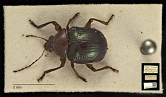 Basilepta viridipennis•&copy; Ang Yuchen•CC BY 4.0