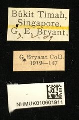 Basilepta viridipennis•All Rights ReservedMuseum Label