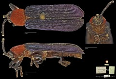 Botryonopa cyanipennis•&copy; Ang Yuchen•CC BY 4.0