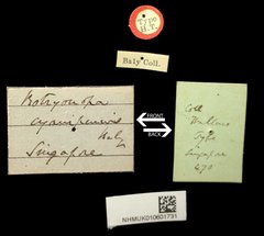 Botryonopa cyanipennis•All Rights ReservedMuseum Label
