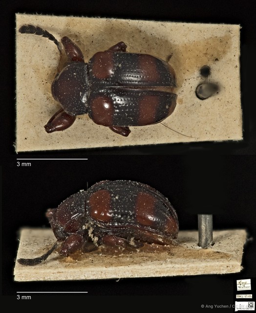 Callisina fasciata•&copy; Ang Yuchen•CC BY 4.0