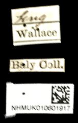 Callisina fasciata•All Rights ReservedMuseum Label