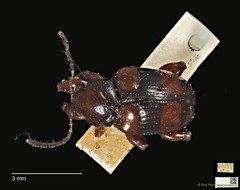 Callisina fasciata•&copy; Ang Yuchen•CC BY 4.0