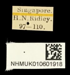 Callisina fasciata•All Rights ReservedMuseum Label