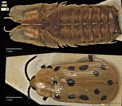 Callispa duodecimmaculata•&copy; Ang Yuchen•CC BY 4.0