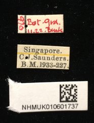 Callispa duodecimmaculata•All Rights ReservedMuseum Label
