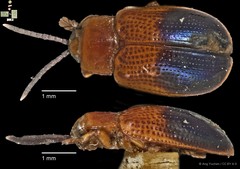 Callispa elegans•&copy; Ang Yuchen•CC BY 4.0