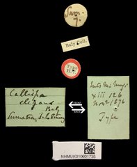 Callispa elegans•All Rights ReservedMuseum Label