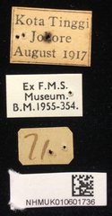 Callispa elegans•All Rights ReservedMuseum Label
