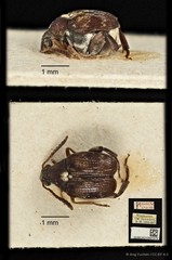 Callosobruchus chinensis•&copy; Ang Yuchen•CC BY 4.0
