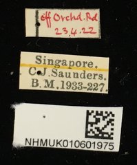 Callosobruchus chinensis•All Rights ReservedMuseum Label
