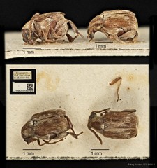 Callosobruchus phaseoli•&copy; Ang Yuchen•CC BY 4.0