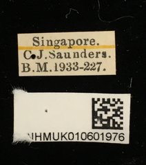 Callosobruchus phaseoli•All Rights ReservedMuseum Label