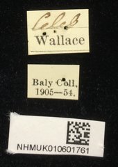 Cassida catenata•All Rights ReservedMuseum Label