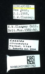 Cassida circumdata•All Rights ReservedMuseum Label