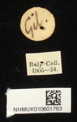 Cassida circumdata•All Rights ReservedMuseum Label