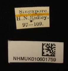 Cassida physodes•All Rights ReservedMuseum Label