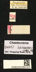 Chaetocnema sp. "cf. hainanensis"•All Rights ReservedMuseum Label