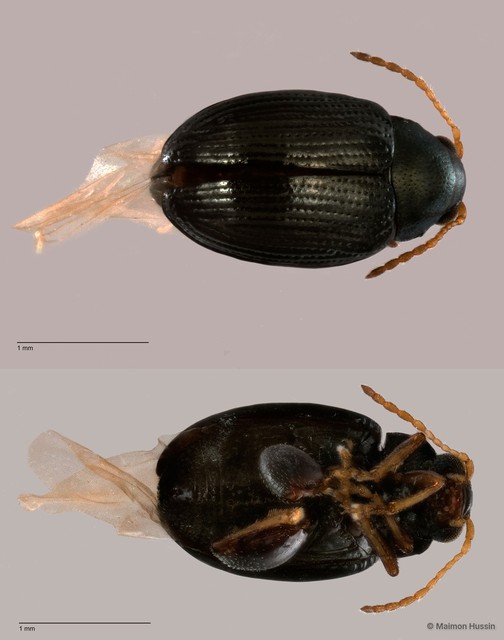 Chaetocnema sp. "cf. wallacei"•&copy; Maimon Hussin•All Rights Reserved