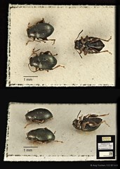 Chaetocnema concinnicollis•&copy; Ang Yuchen•CC BY 4.0
