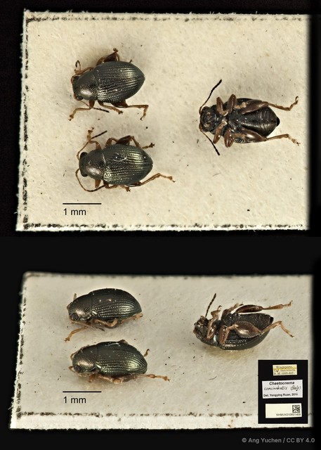 Chaetocnema concinnicollis•&copy; Ang Yuchen•CC BY 4.0
