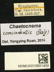Chaetocnema concinnicollis•All Rights ReservedMuseum Label
