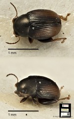 Chaetocnema granulicollis•&copy; Ang Yuchen•CC BY 4.0