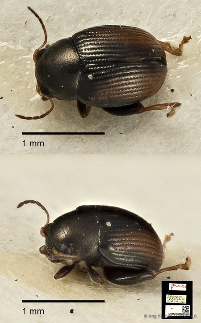 Chaetocnema granulicollis•&copy; Ang Yuchen•CC BY 4.0